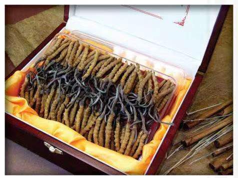 积玉口镇冬虫夏草回收